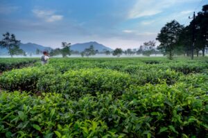 man standing on green tea leaves farm near mountains taking a picture