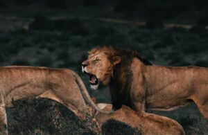 roaring lion near lionesses on grass in savanna