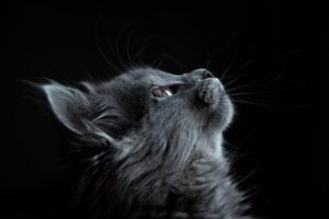 photo of gray cat looking up against black background