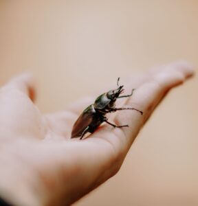 black beetle on person s hand