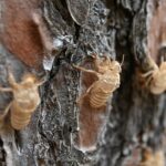 emanated vase of mediterranean cicada